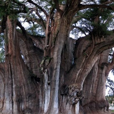 El árbol del Tule, un testigo vivo a través de la historia