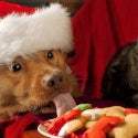 Mascotas: Como perros y gatos en Navidad