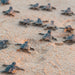Oaxaca, Liberación de tortugas, Playa